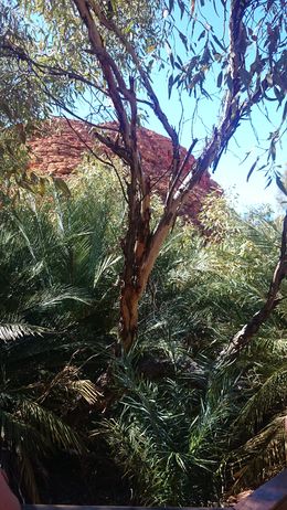 Photo of Down in the valley with 700 year old Cycads Amazing bits of greenery and small oasis' among the red earth , Haidee W - September 2015