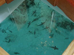 Photo of Fish Looking through the glass floor in the overwater bungalow at Tikehau. , Tighthead Prop - December 2010
