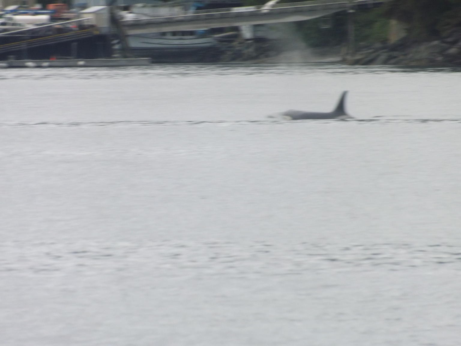 Orca in the bay
