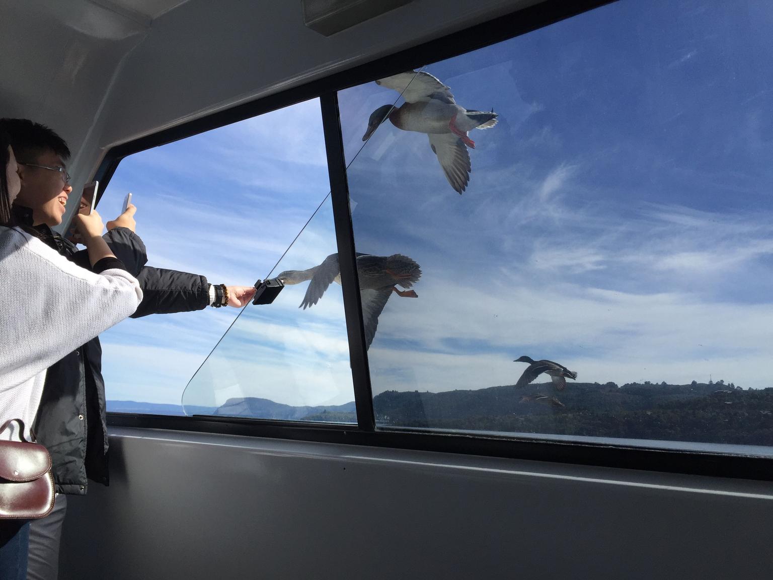 feeding ducks on the fly