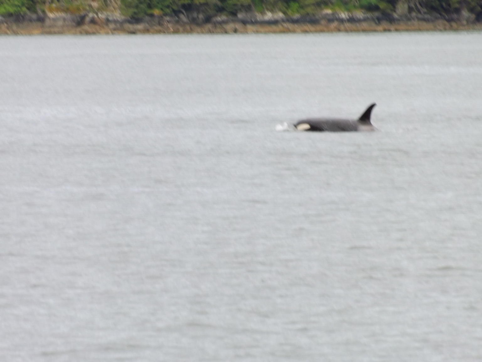 Orca in the bay 2