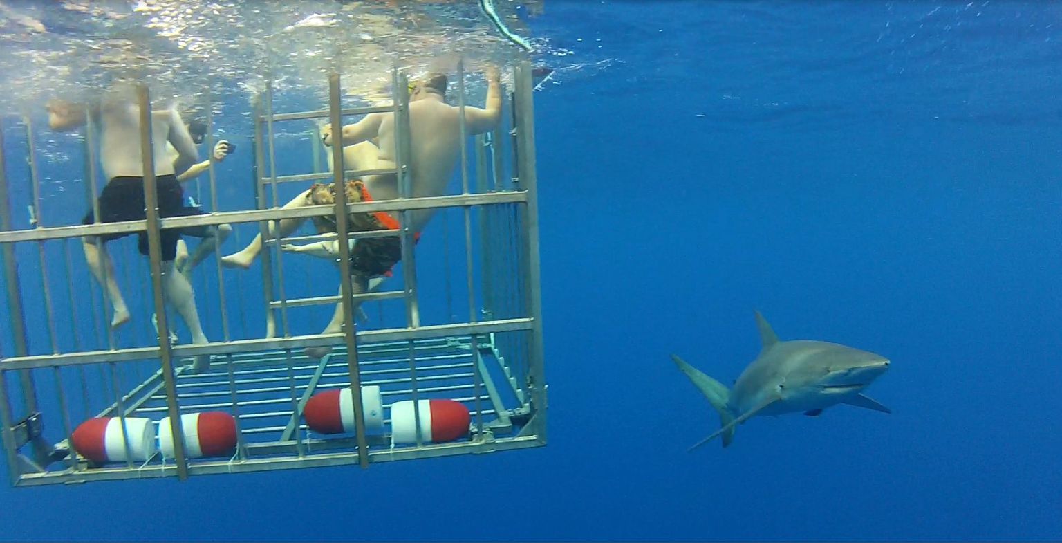 View of the cage