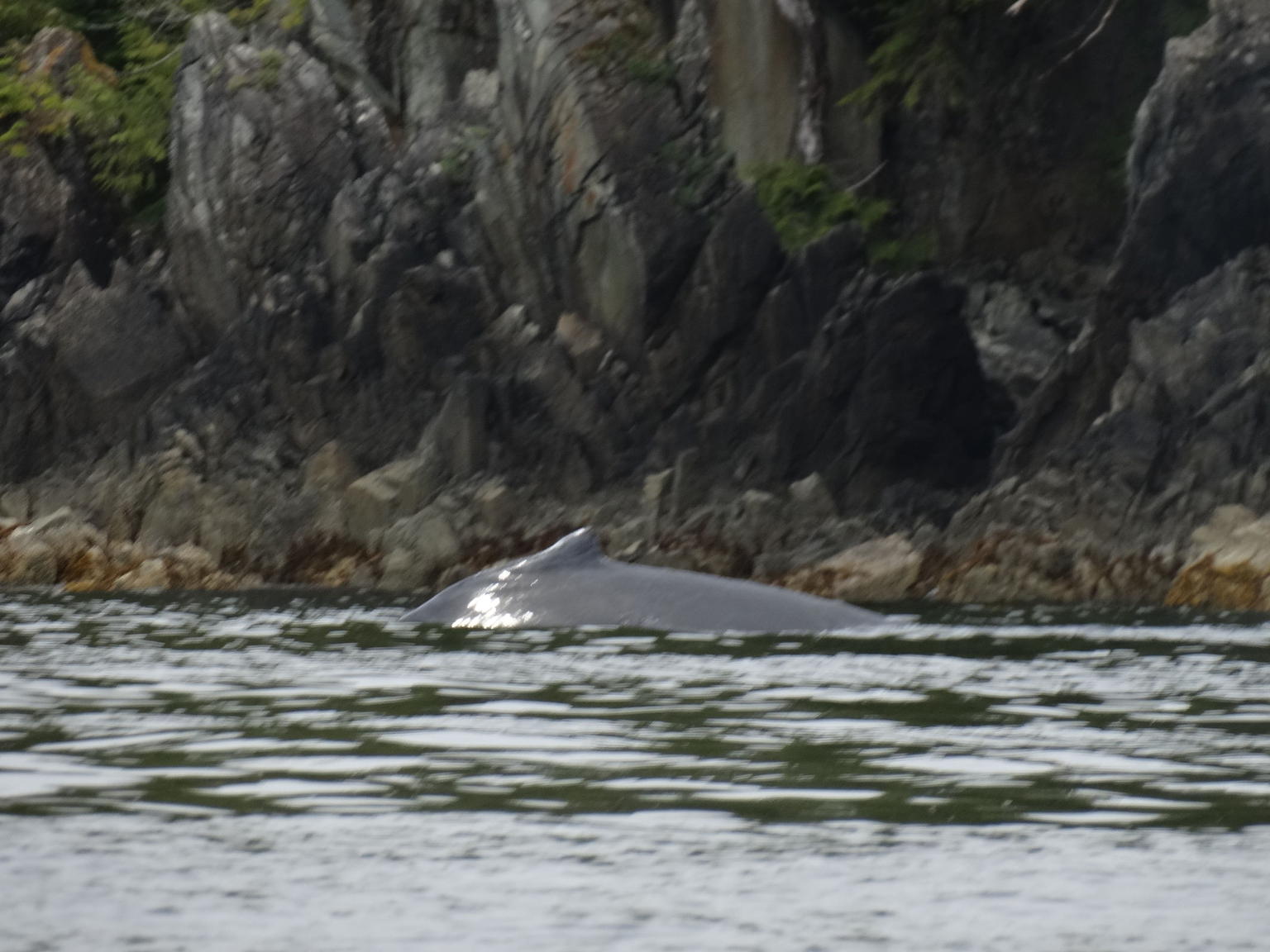 Whale