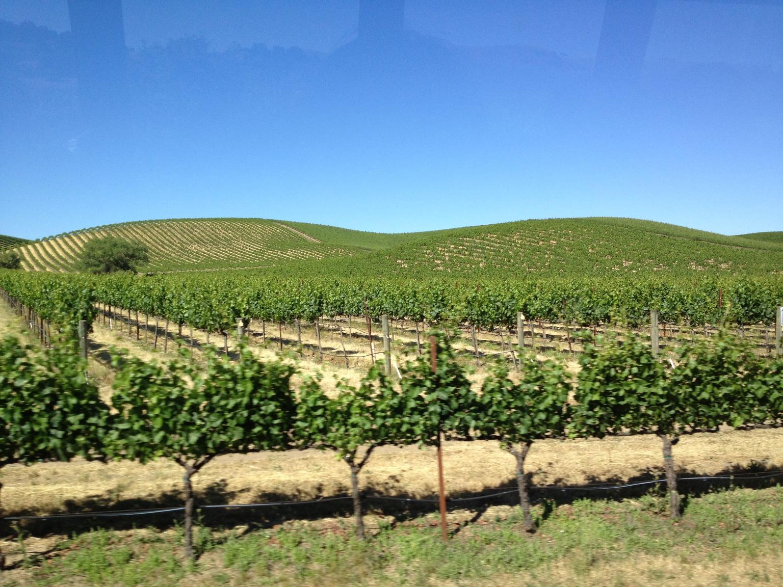 Wine Country Tour from San Francisco
