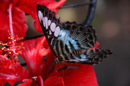 Photo of Blue butterfly, Butterfly Reserve, Kuala Lumpur Blue butterfly, Butterfly Reserve, Kuala Lumpur - July 2011