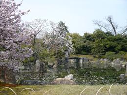 Photo of Garden in Nijo Castle Garden in Nijo Castle, sakura petals in the pond, a rare moment when the picture isn't crowded with other tourists., Sue C - April 2008