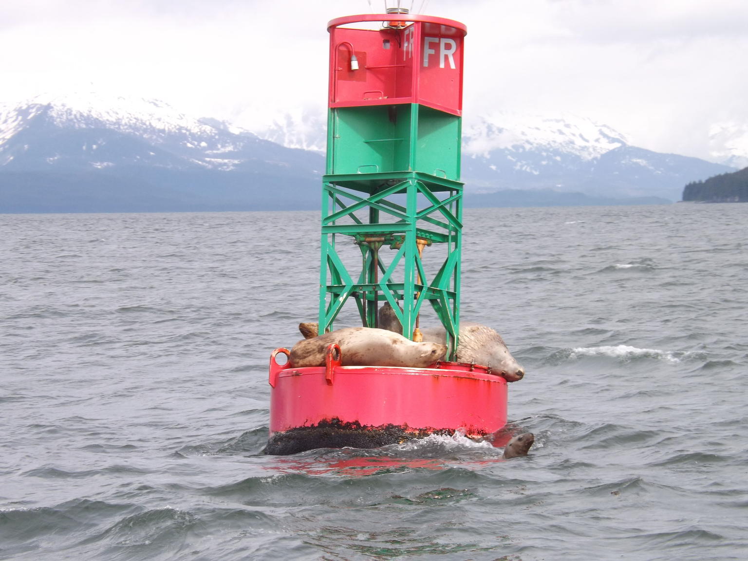 Sea Lions