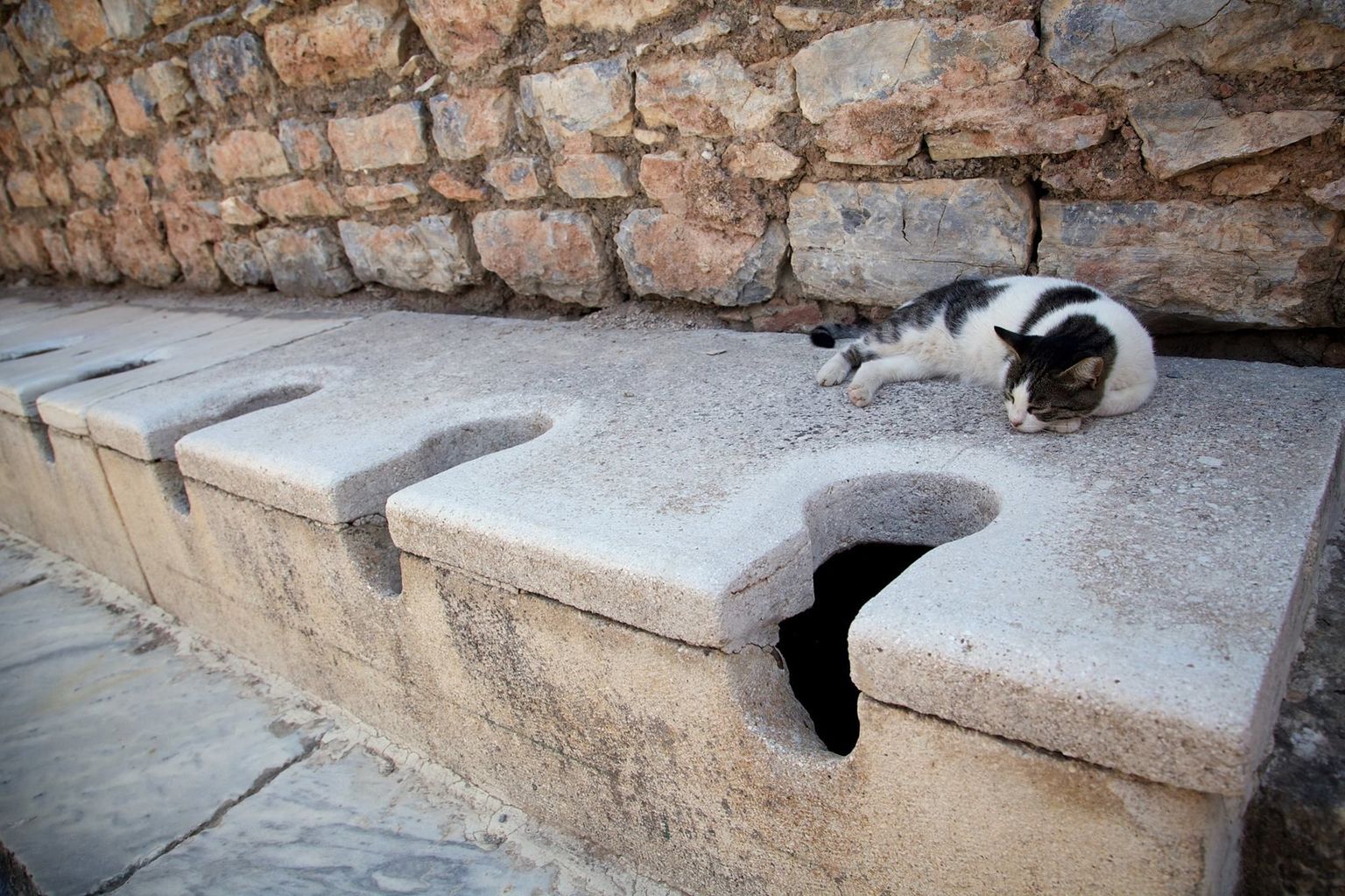Cat at Ephesus