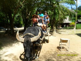 Photo of Elephant and Buffalo rides In the cart for a demonstration of buffalo ploughing that followed this tour. , Andy J - December 2014