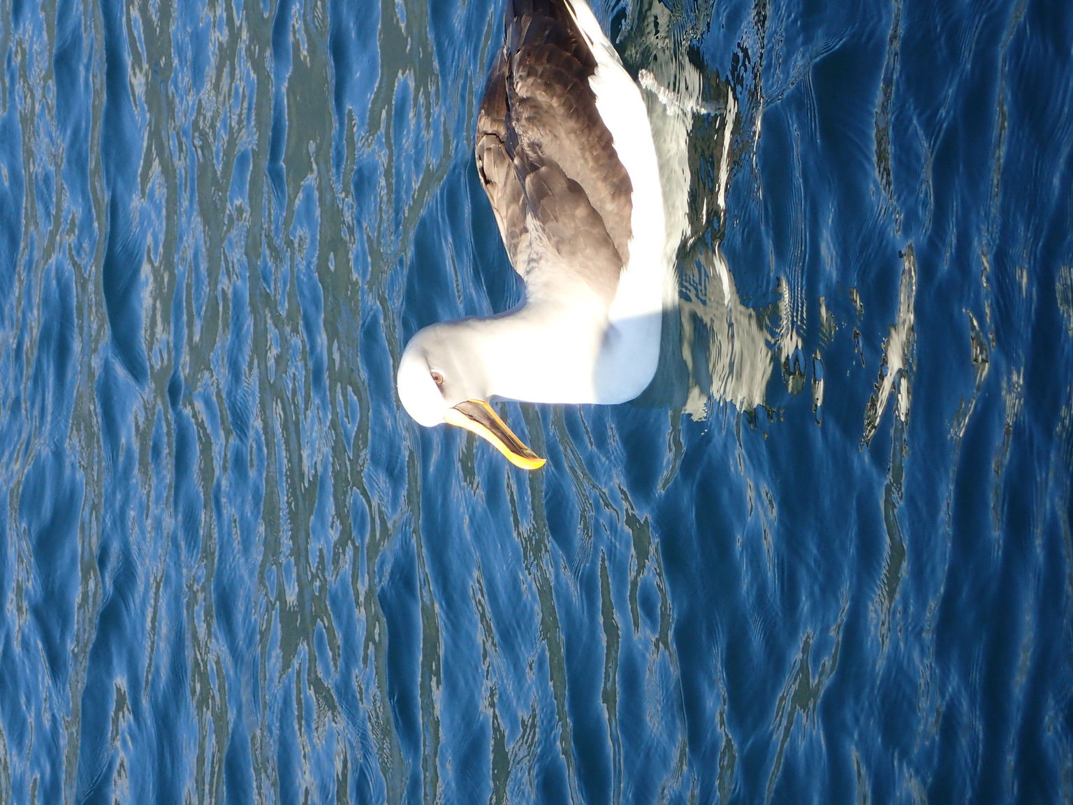 Mollymook Albatross