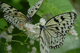 Photo of Black and white butterfly pair at Butterfly Reserve Black and white butterfly pair at Butterfly Reserve - July 2011