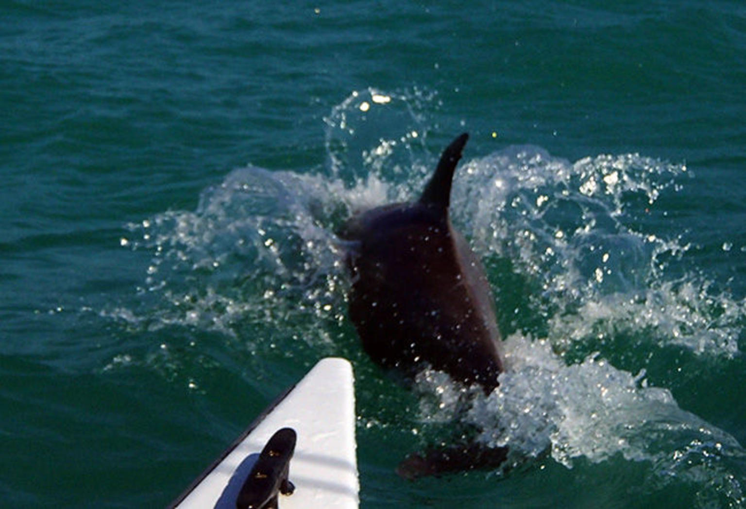 Shipwreck Snorkel and Wild Dolphin Encounter