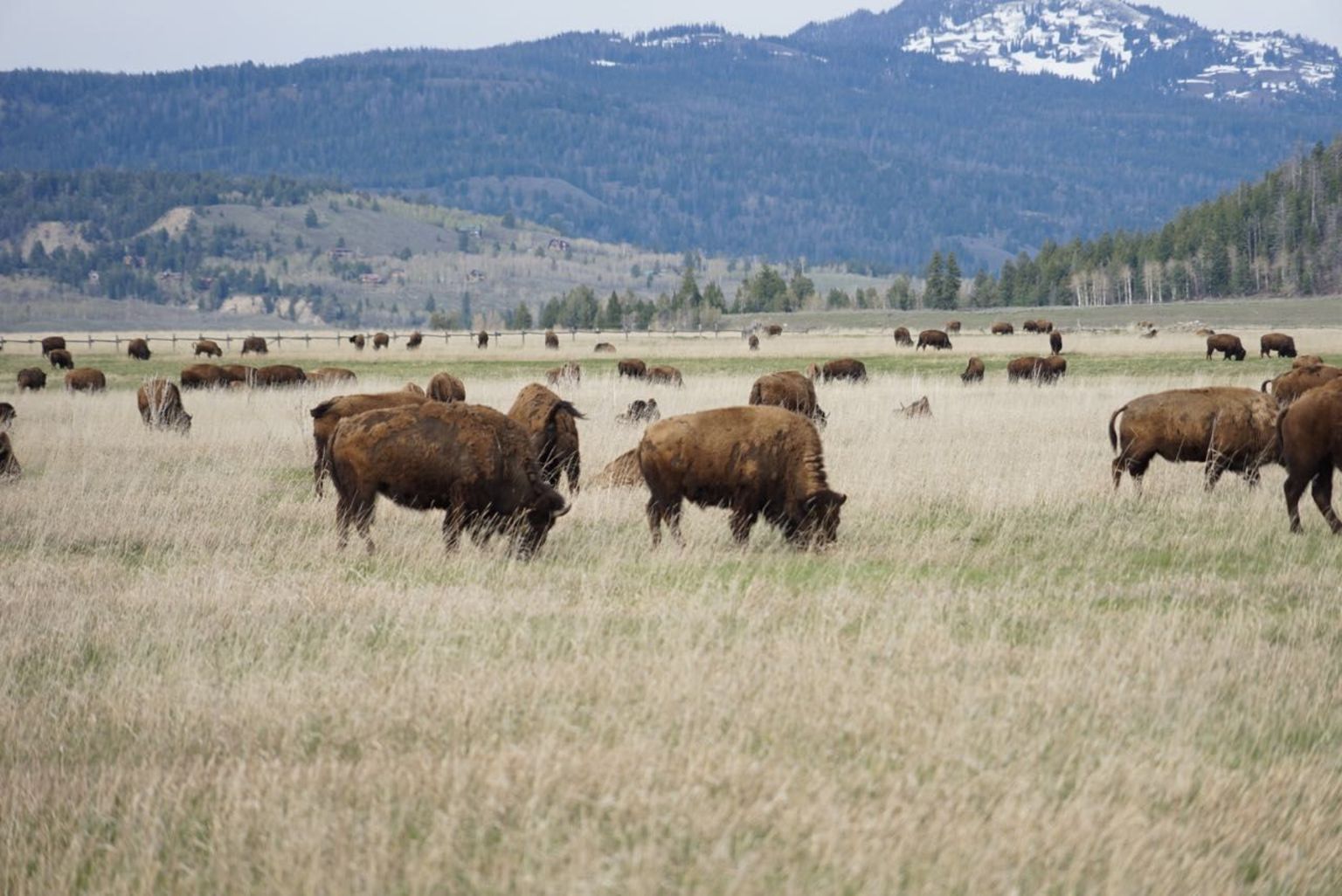 Some of the animal we saw at Grand Teton National Park