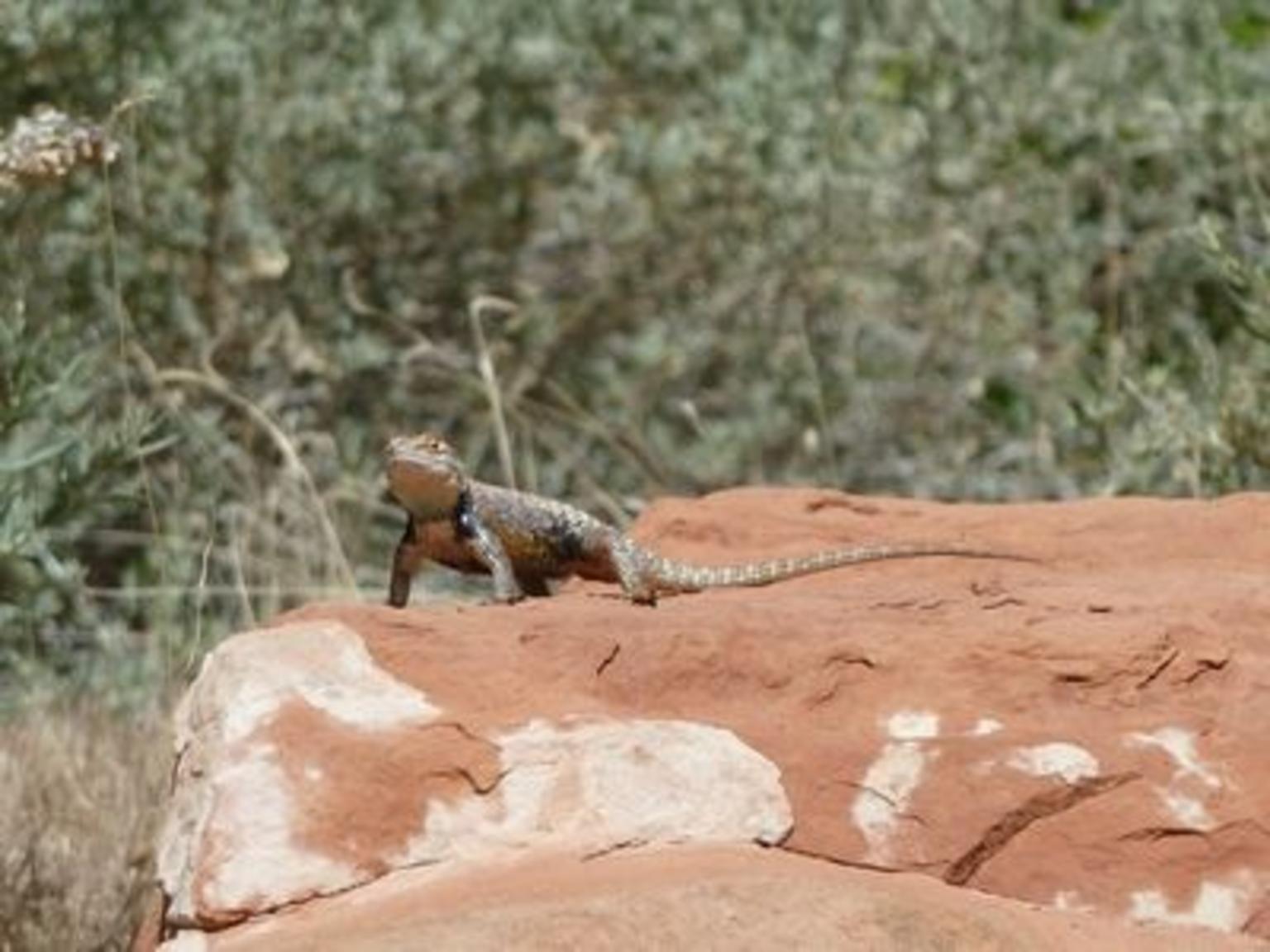 Wildlife in Zion