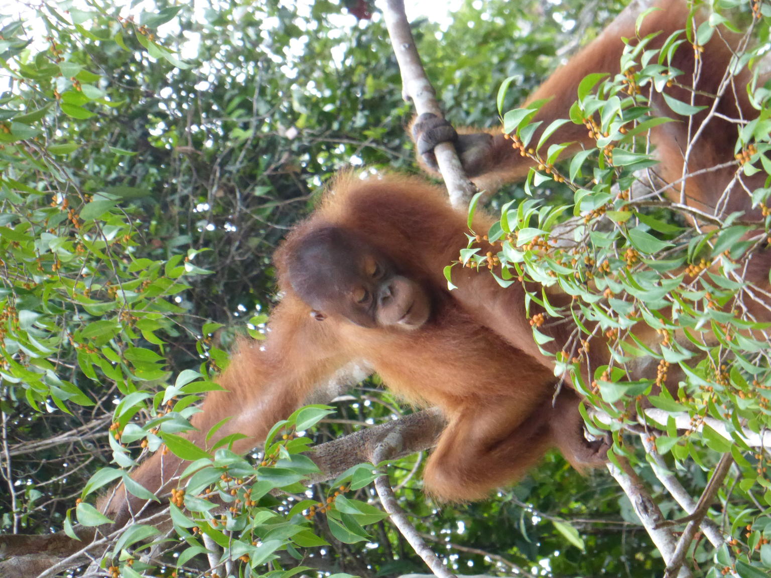 Baby orangutan at Semenggok