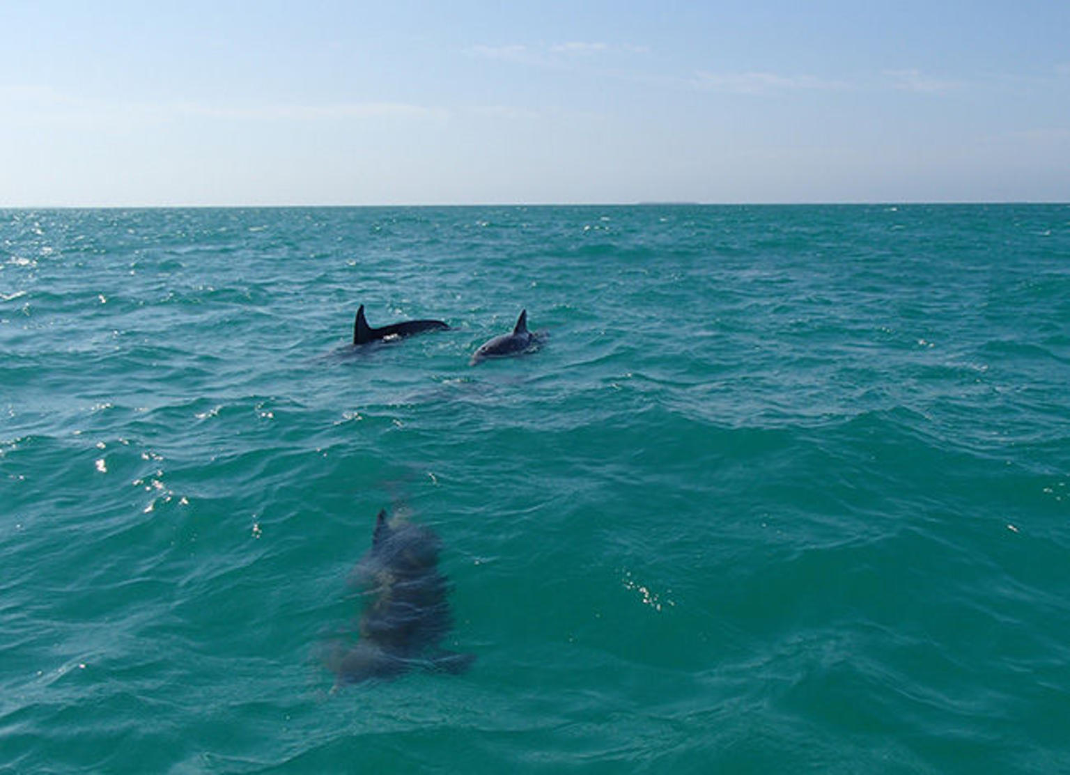 Shipwreck Snorkel and Wild Dolphin Encounter
