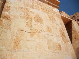 Photo of the queen Hatshepsut with the goddess Hathor Hathor depicted as a very beautiful cow which was one of her forms being fed by the queen. , Fatma A - March 2014