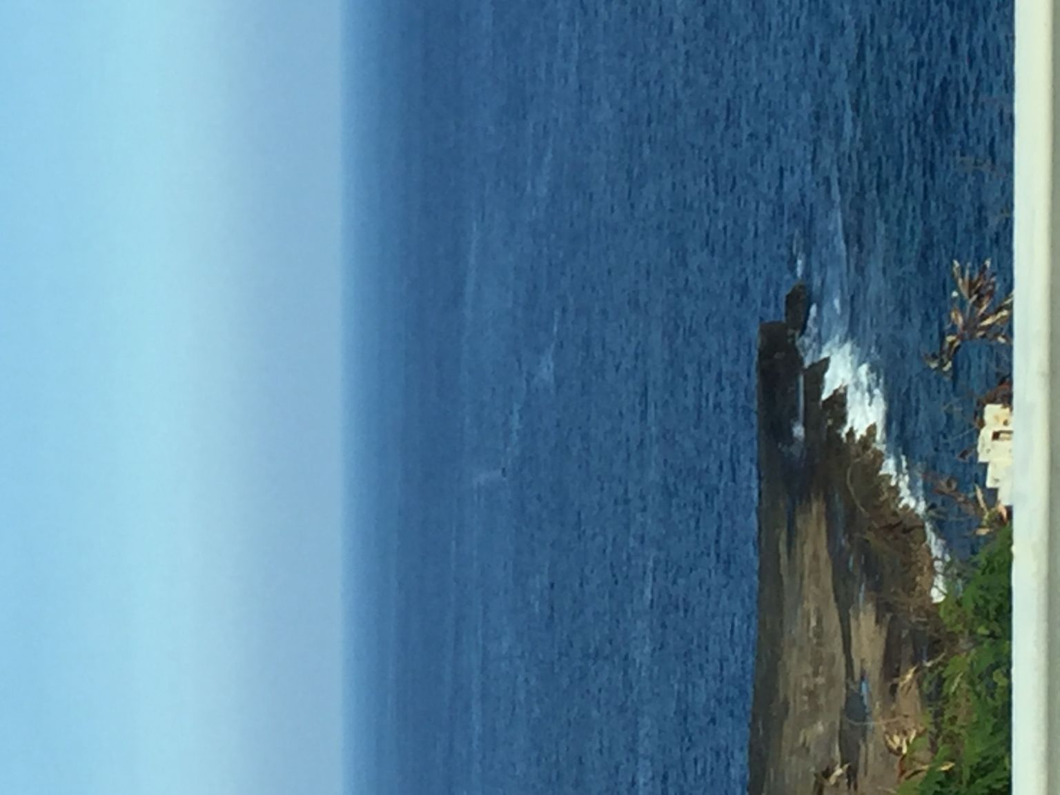 whales