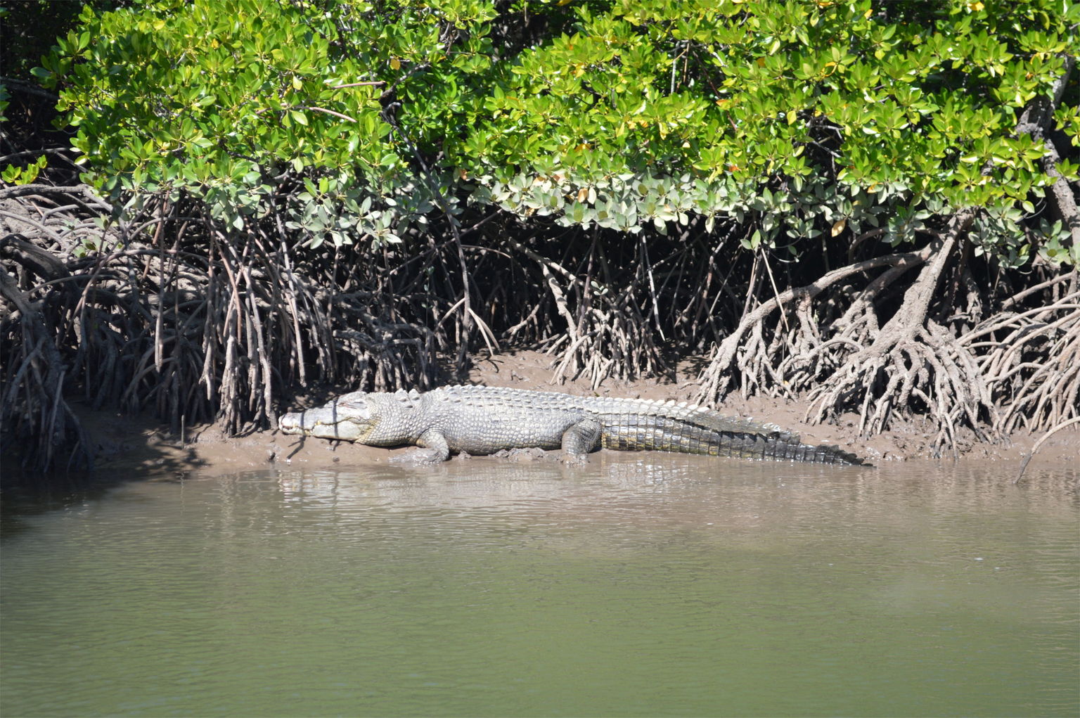 Spotted a crocodile