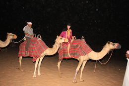 Photo of camels camels looked well cared for and they were friendly.. meaning, not aggressive... , meijer0528 - September 2016