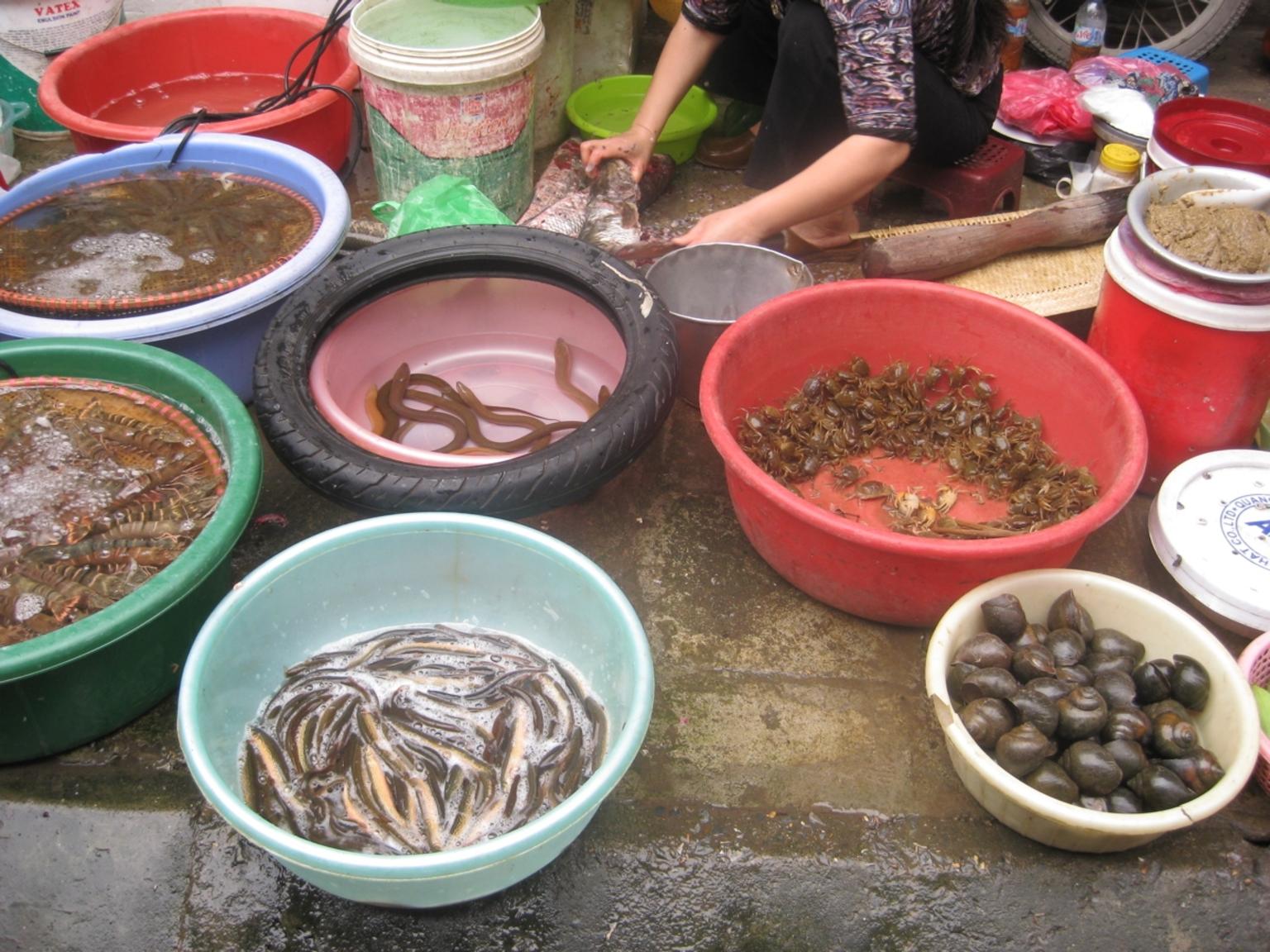 Fresh food in the markets