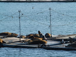 Photo of Harbor seals, pelicans, water birds San Diego Harbor Tour - Friday, August 15, 2014. San Diego Bay wildlife hanging out on the docks. , Carrie Mc - August 2014