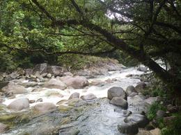 Photo of Daintree National Park A hike through the Daintree National Park resulted in many beautiful photo opportunities. , jeanievan - September 2016