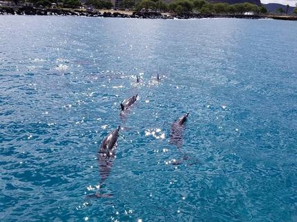 Photos de Croisière d'une demi-journée à Leeward Coast : nage et 