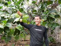 Photo of Strange Fruit Our guide John was brave enough to pick and tell us about what locals call "vomit fruit"., taylor - March 2012