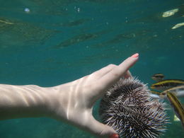 Photo of Fish eating meat in sea urchin One of the Chukka tour guides called us over and cracked open a sea urchin to show how fish flock to the meat in the sea urchin -- to them it's a delicacy! , Natalie K - March 2015