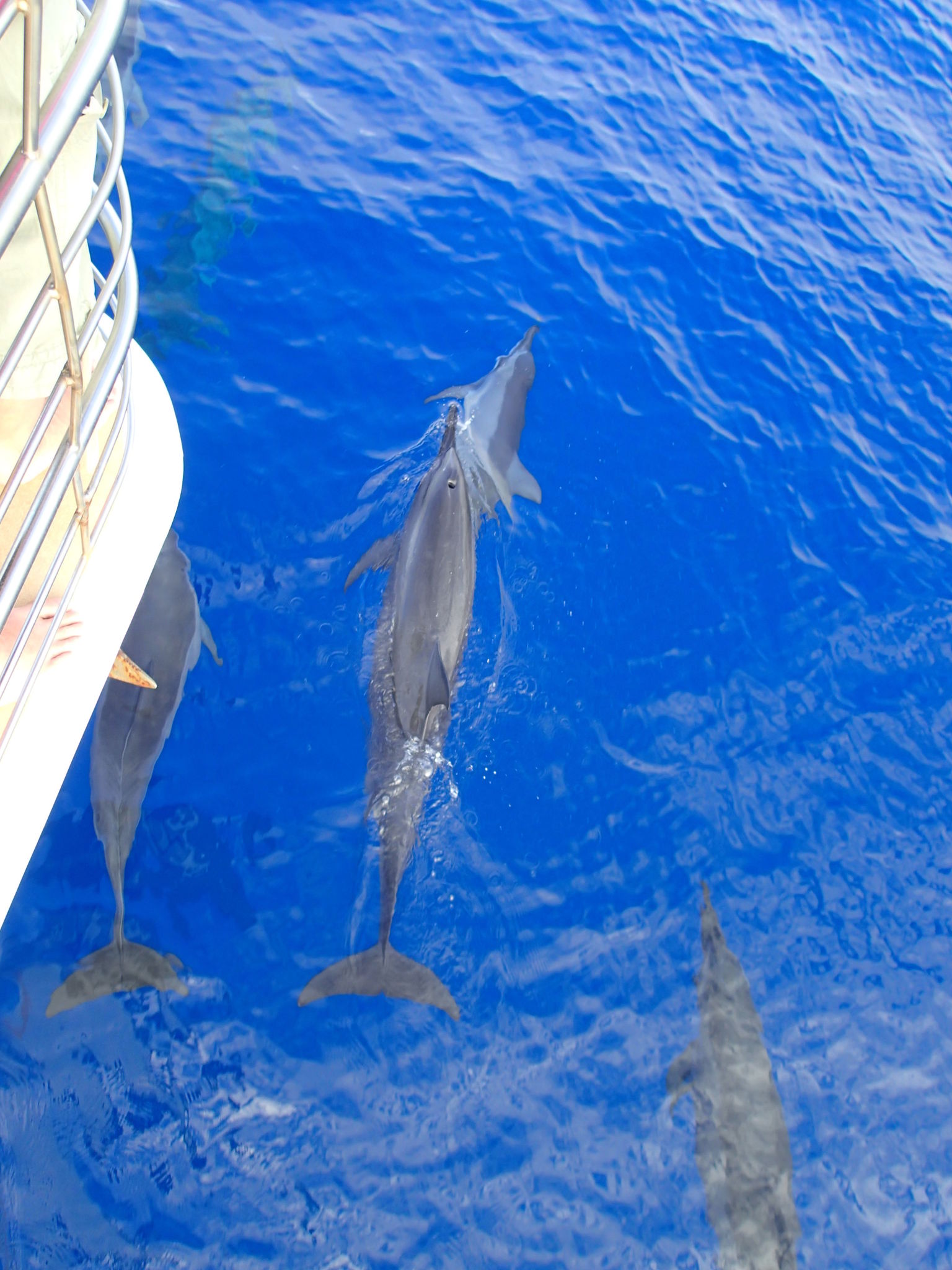friendly dolphins leading the bow