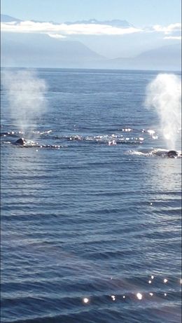 Photo of Two Humpback Whales We were spending time with these two beautiful creatures for a while. , Areeya - November 2015