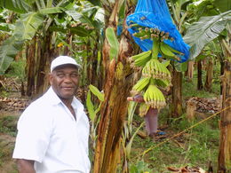 Photo of Bananas Sammy, the tour guide showed us a 600 acre banana plantation. He was a most engaging person full of interesting information! , Shawn B - April 2015