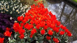 Photo of More Tulips at Keukenhof Gardens A must do when visiting the Netherlands!!! , Marty L - May 2015
