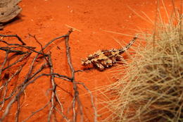Photo of Thorny Devil (Moloch horridus), Kings Canyon Thorny Devil (Moloch horridus), Kings Canyon - May 2011