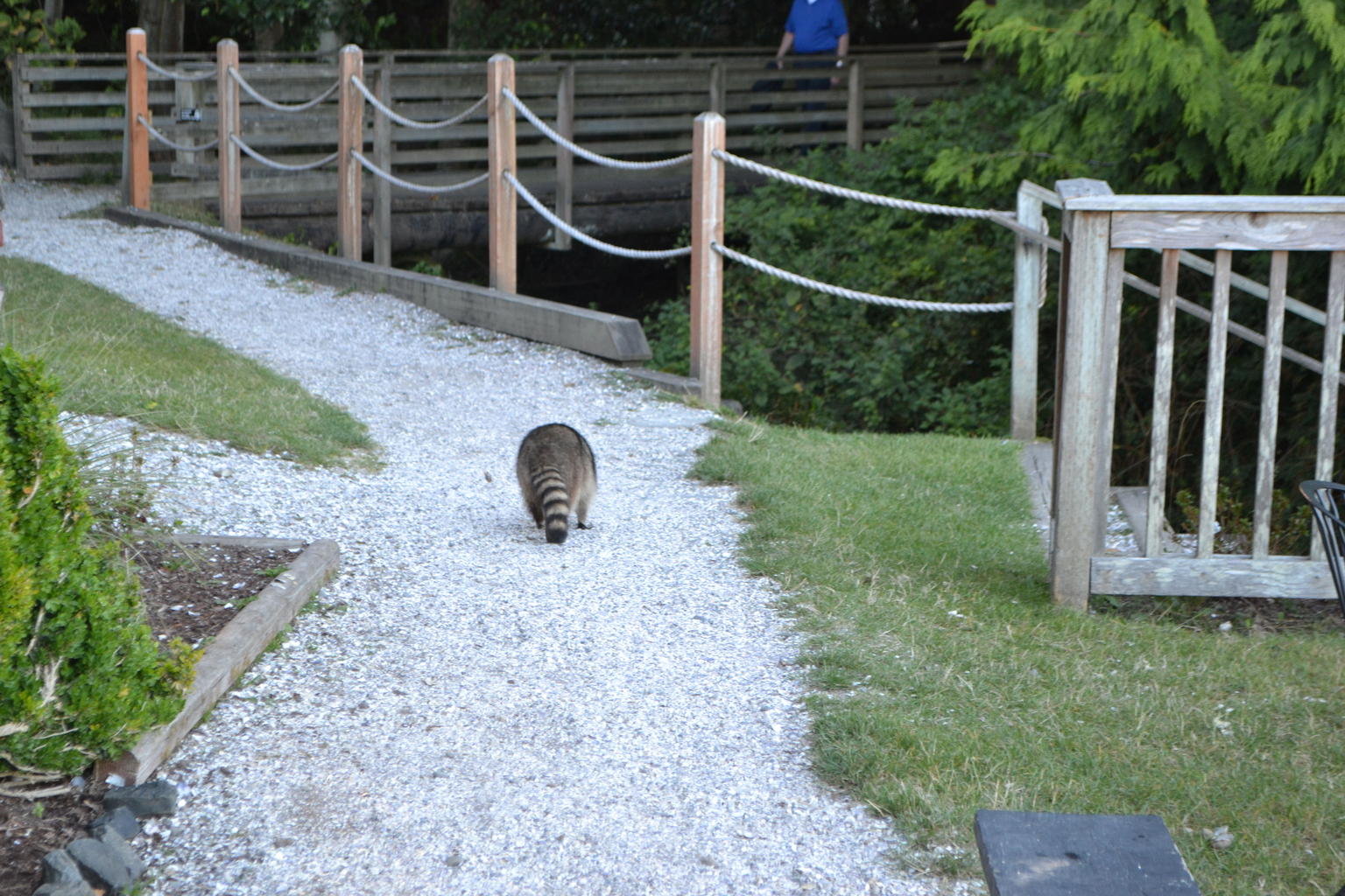 Tillicum Village Raccoon