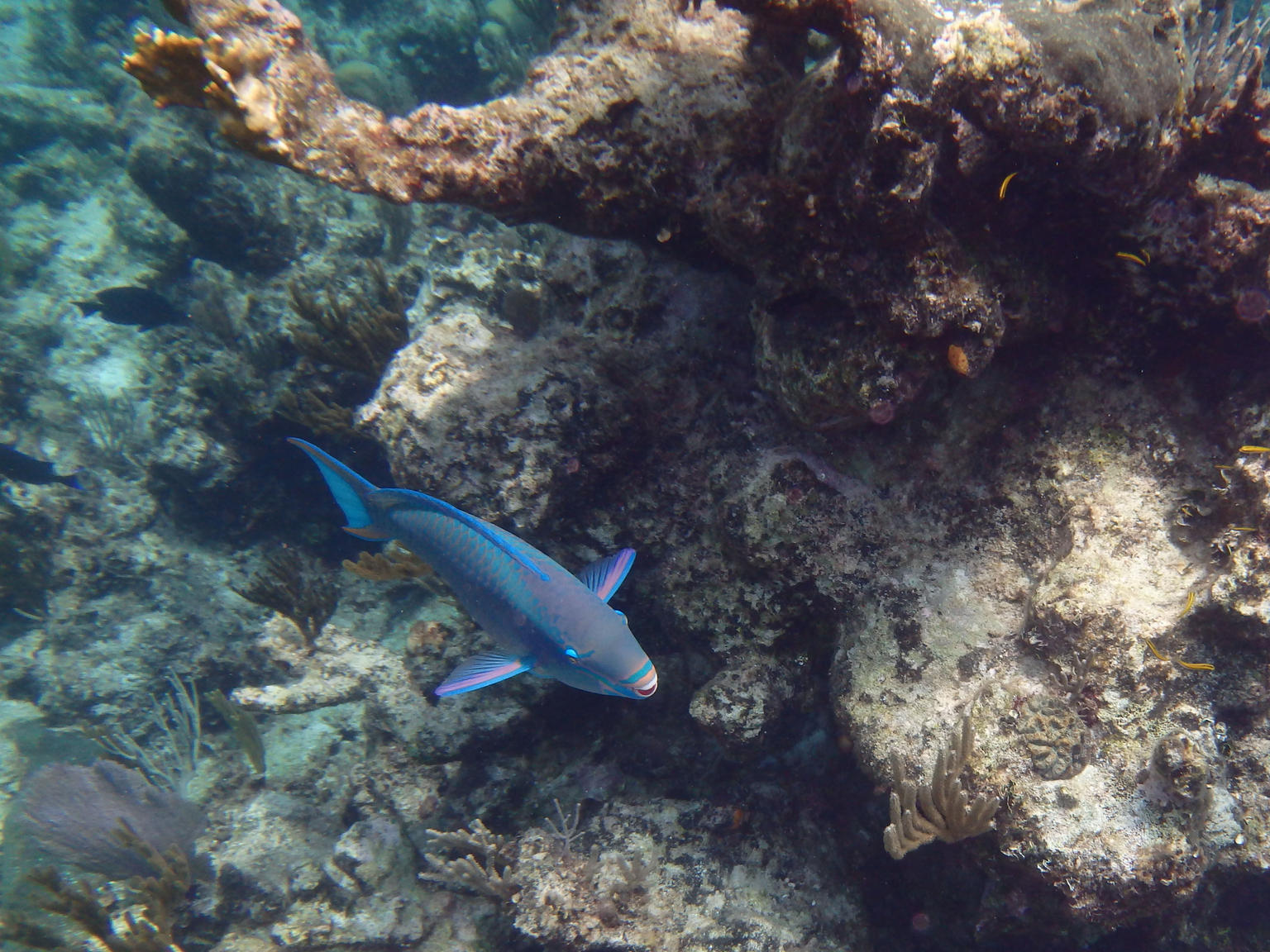 Parrot Fish