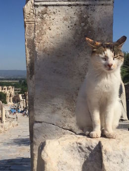 Photo of Ephesus Kitties Kitties haunt the ruins and add to the amazing experience of walking through this area rich in history. Bring a couple of Euros to drop into the feed the cat fund located near the bathrooms. , kristina g - June 2016