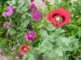 Photo of Monet's Flowers Many vibrantly colored flowers, arranged by hue and shape for aesthetics and possible painting subjects. This garden was a re-creation of the original, designed by Monet himself. , Megan E - June 2012