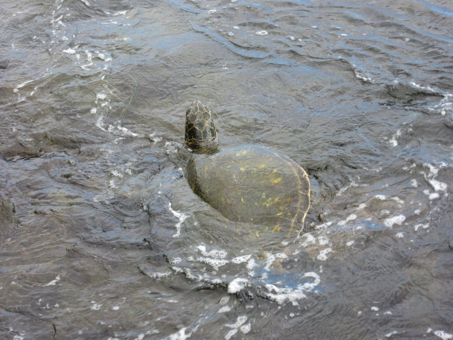 Turtle at black sand beach