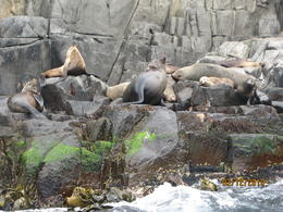 Photo of Taken from Bruny Island Wilderness Coast Tour Taken from Bruny Island Wilderness Coast Tour , Doreen M - December 2010
