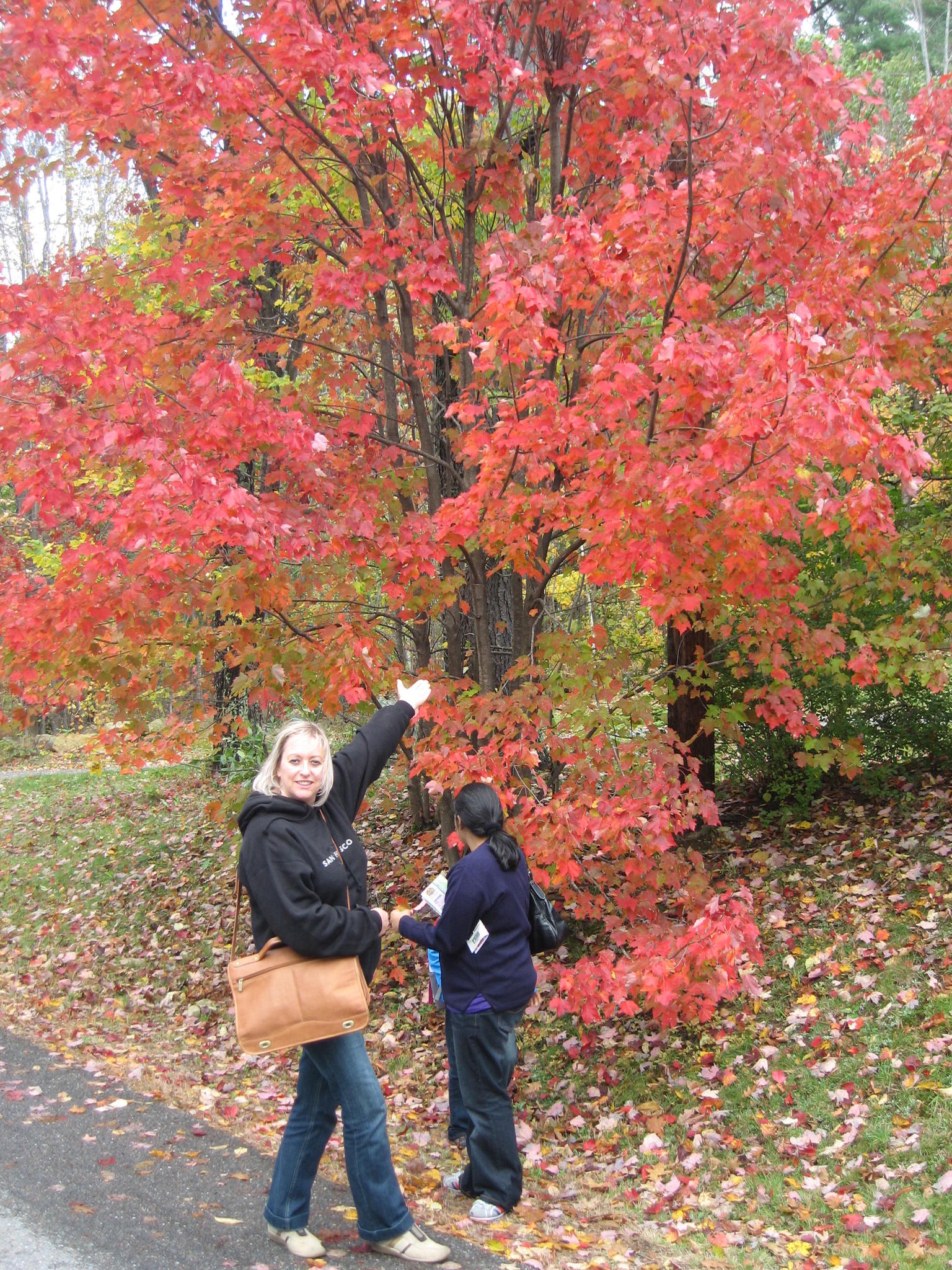 Fall foliage Tour, New Hampshire