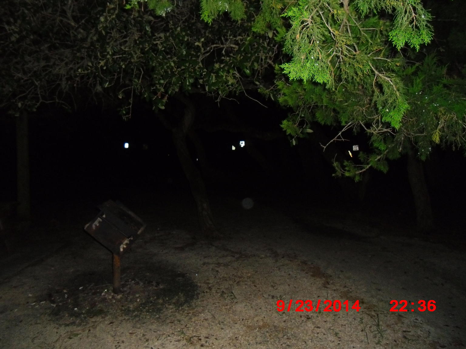 orb in woods