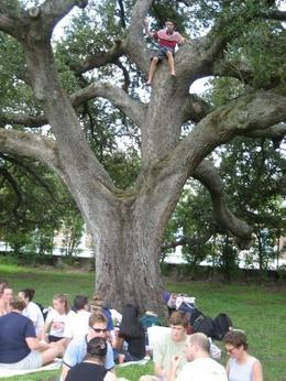 Photo of Picnic at Audubon Park Park outside the Audubon zoo, with great climbing trees!, clairemc - October 2010