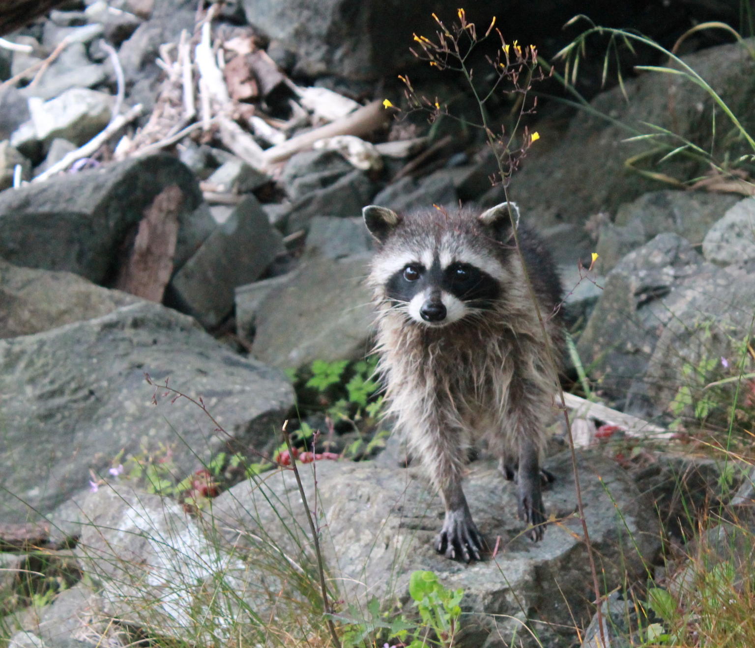 Baby raccoon