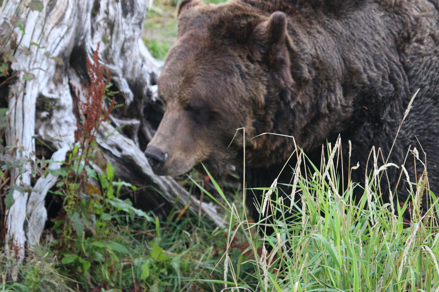 bear habitat