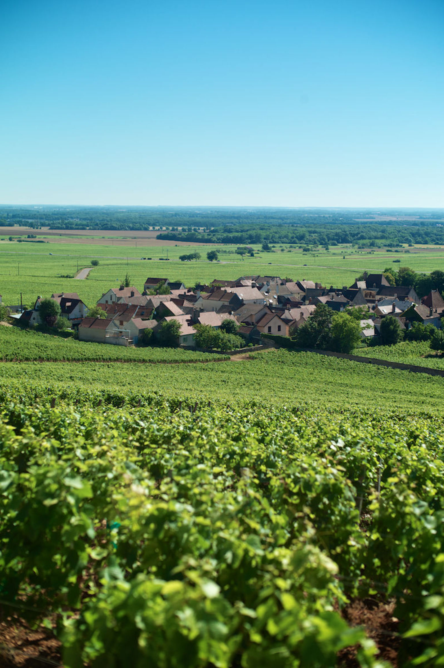 Small village in the middle of vineyards