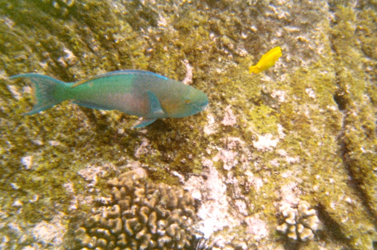 Fish in the Corral reef