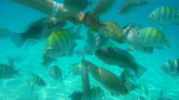 Photo of Snorkeling at Coki Beach Underwater picture taken on the excursion while snorkeling at Coki Beach. , Robby B - April 2015