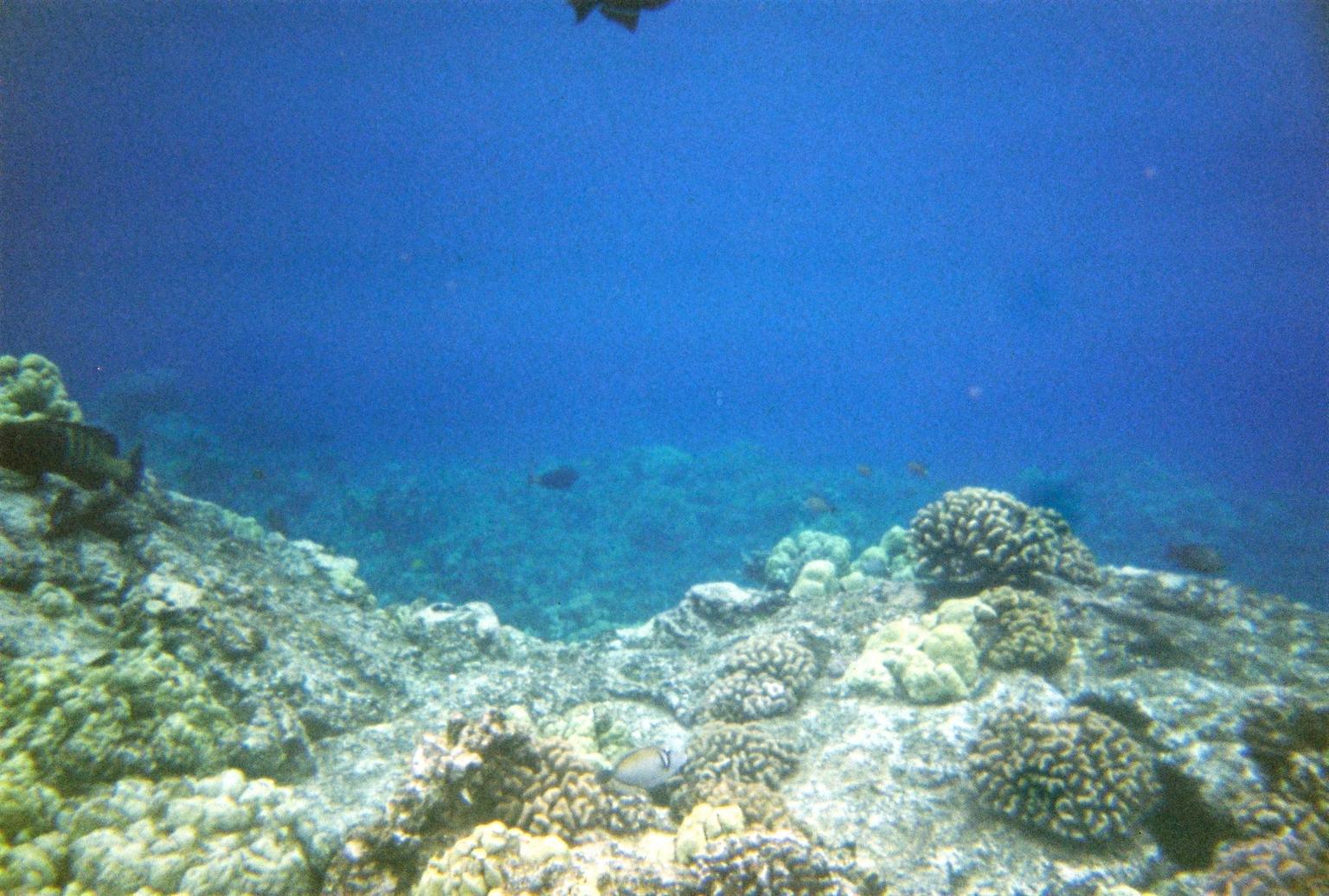 Corral Reef near Cap Cook Monument